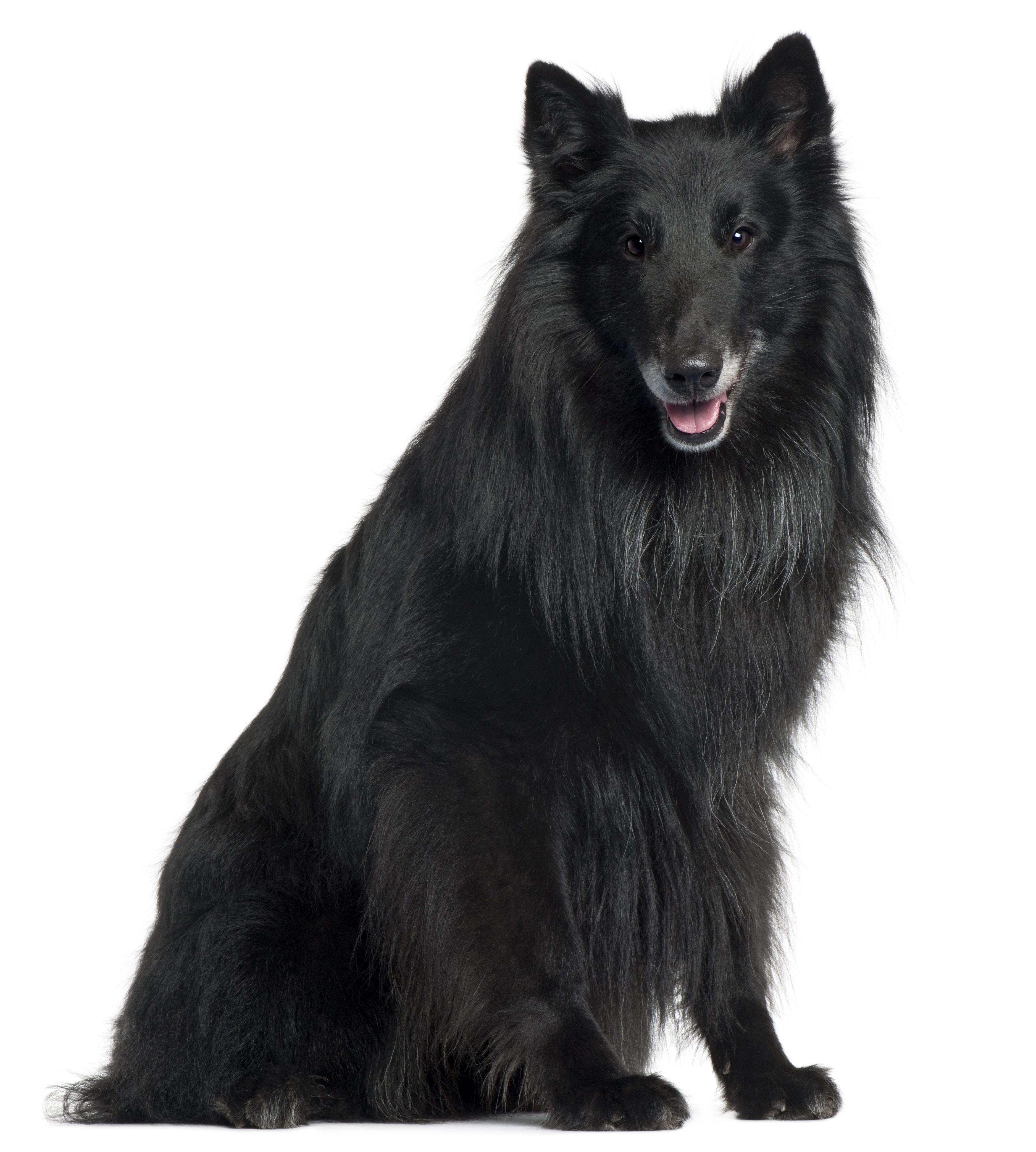 Groenendael