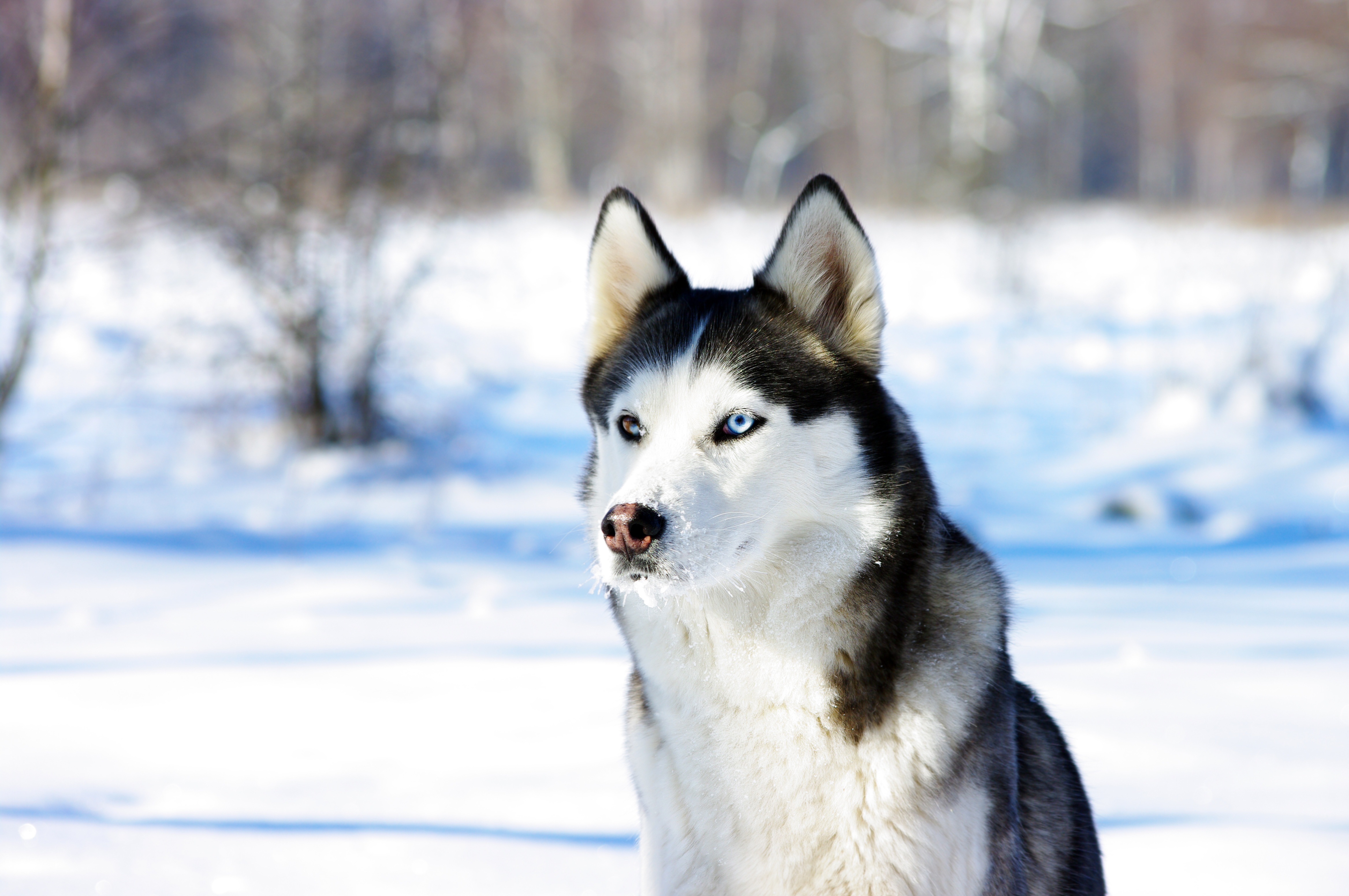 Husky 
