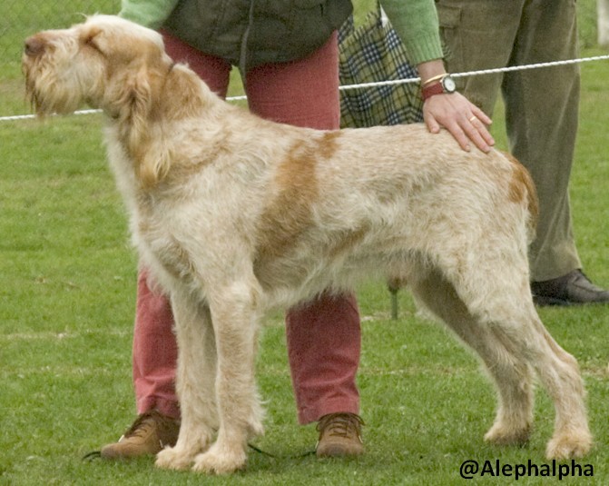 Italian Spinone