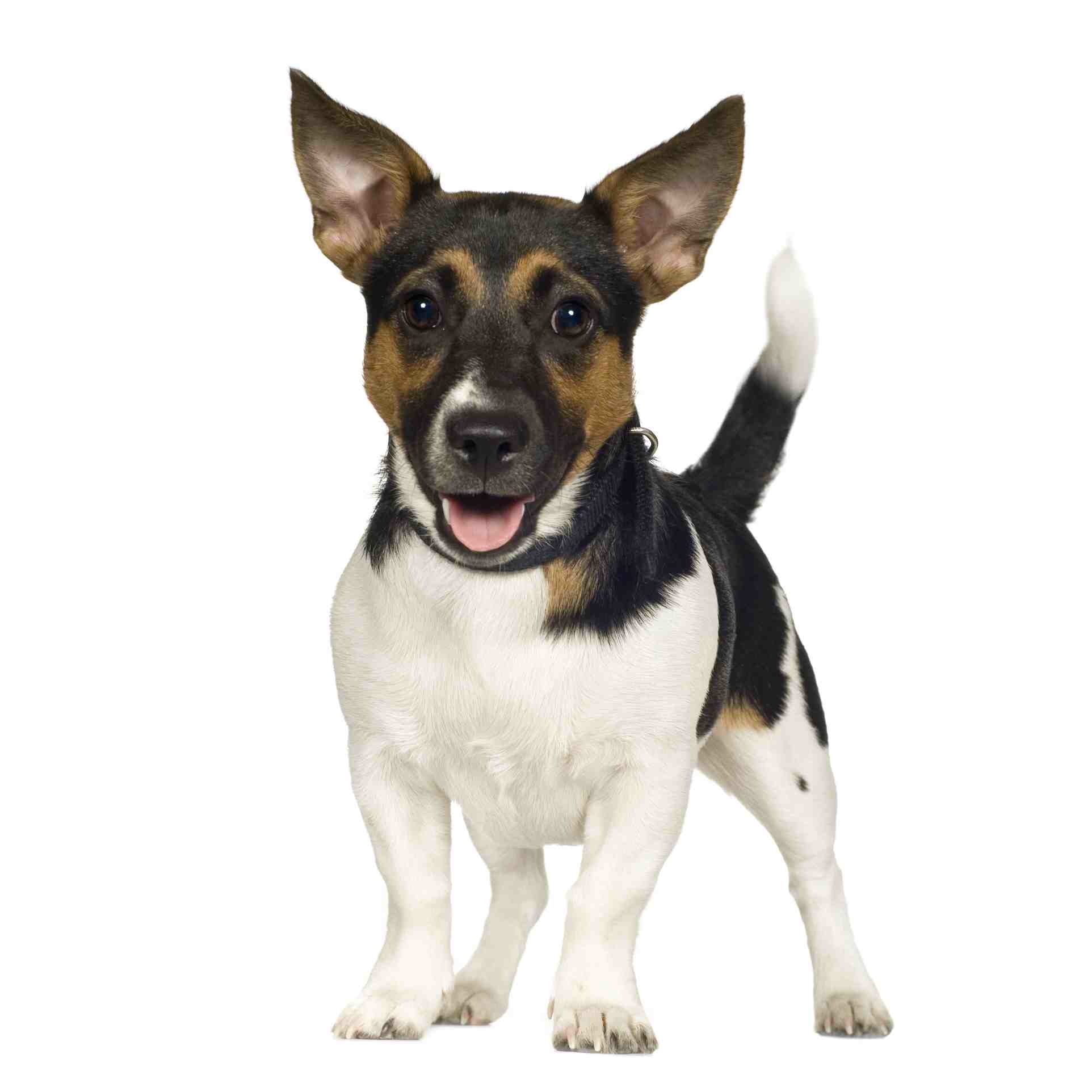 Jack Russell