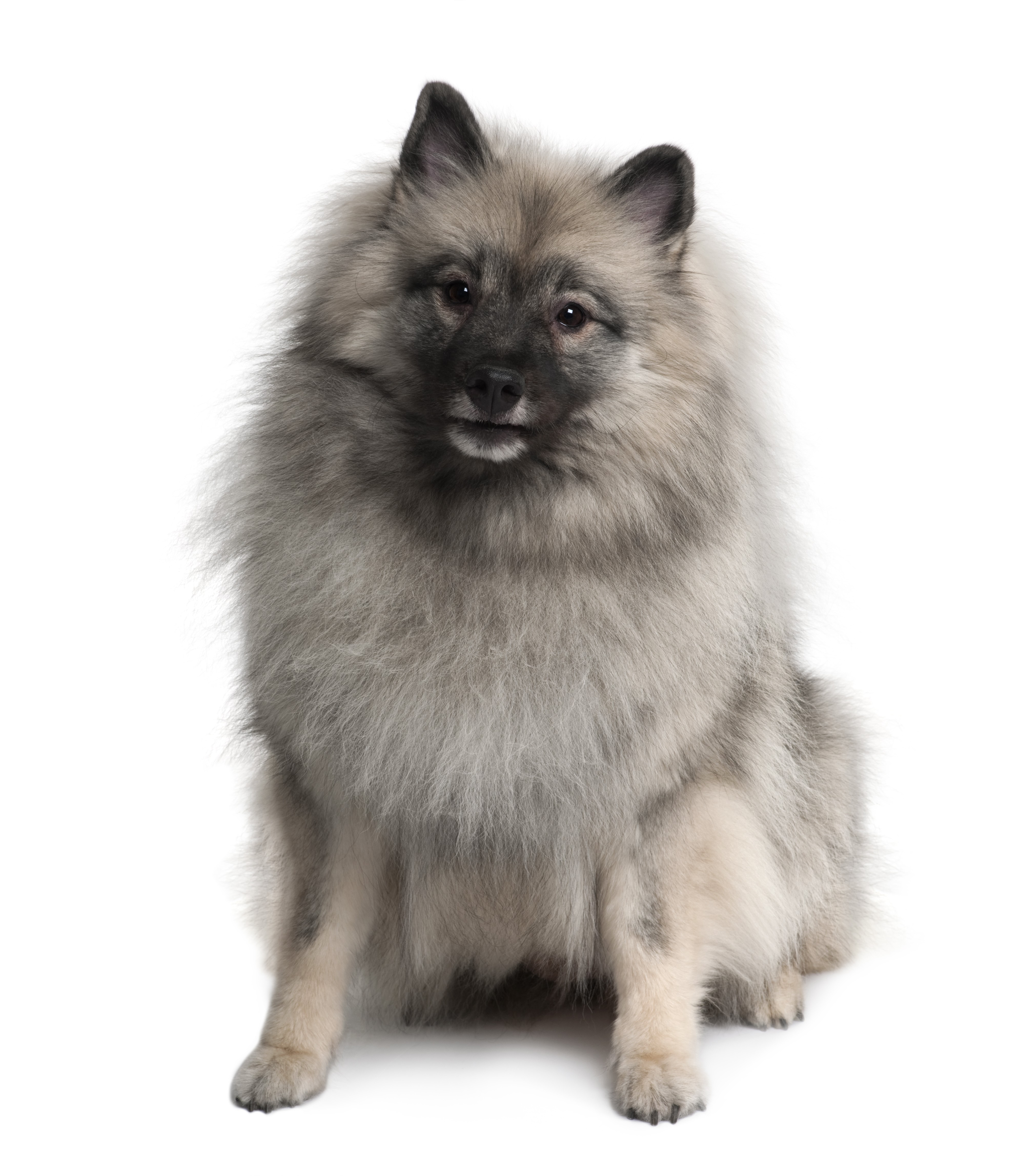 Keeshond