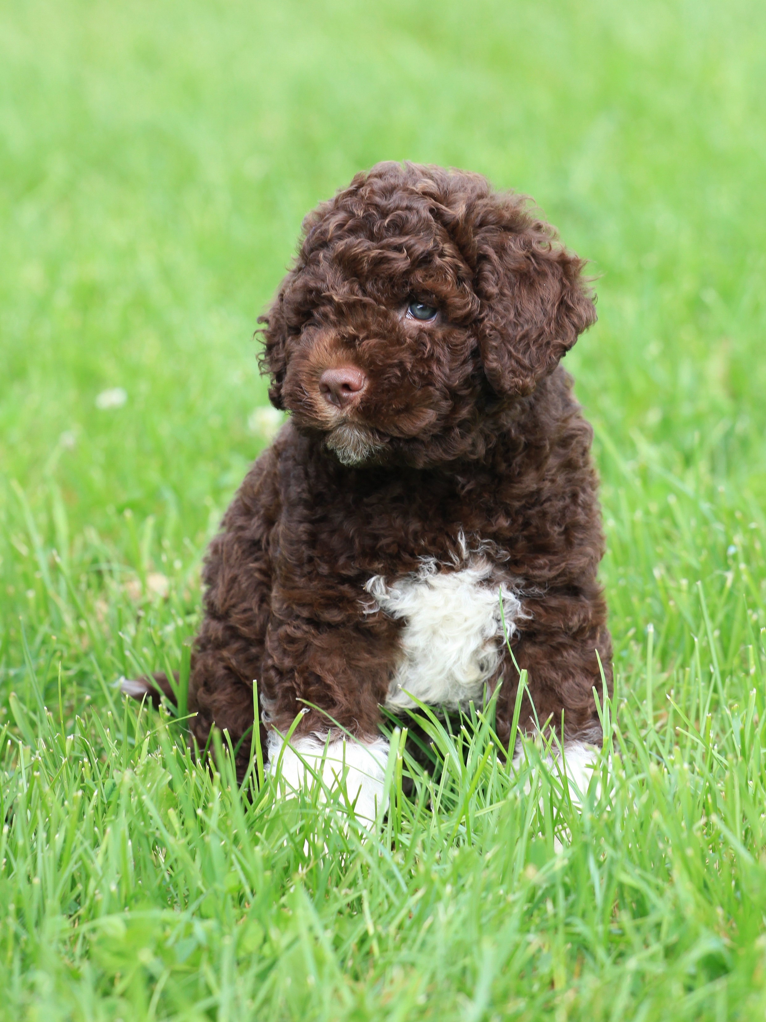 Lagotto Romagnolo
