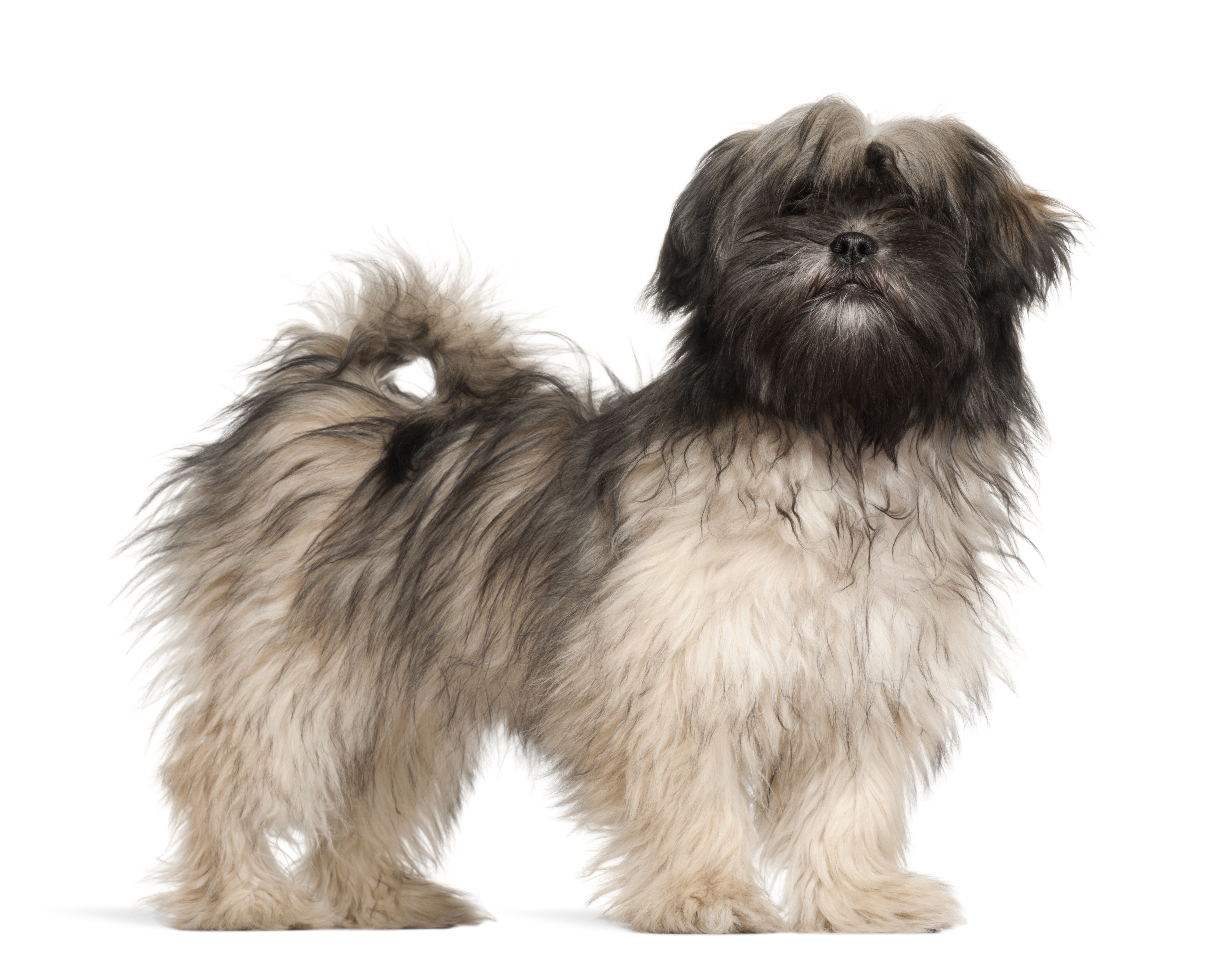 Lhassa Apso