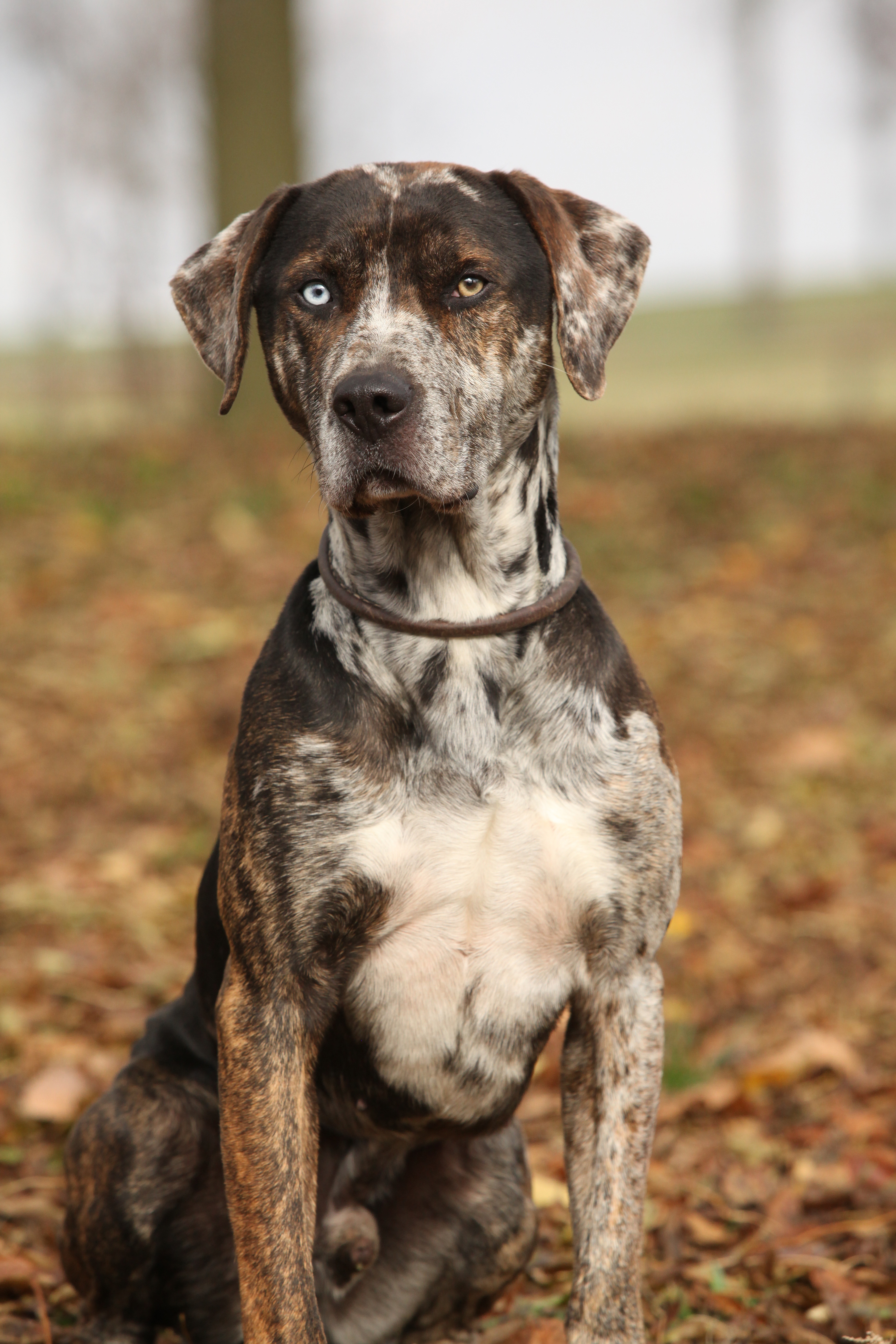 Chien Léopard Catahoula