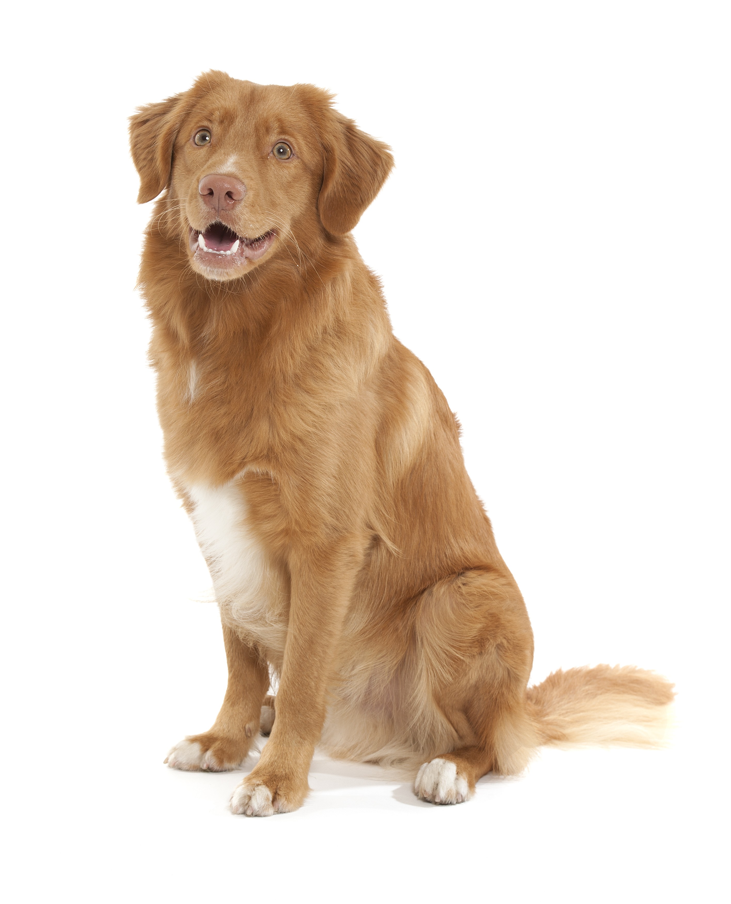 Nova Scotia Duck Tolling Retriever