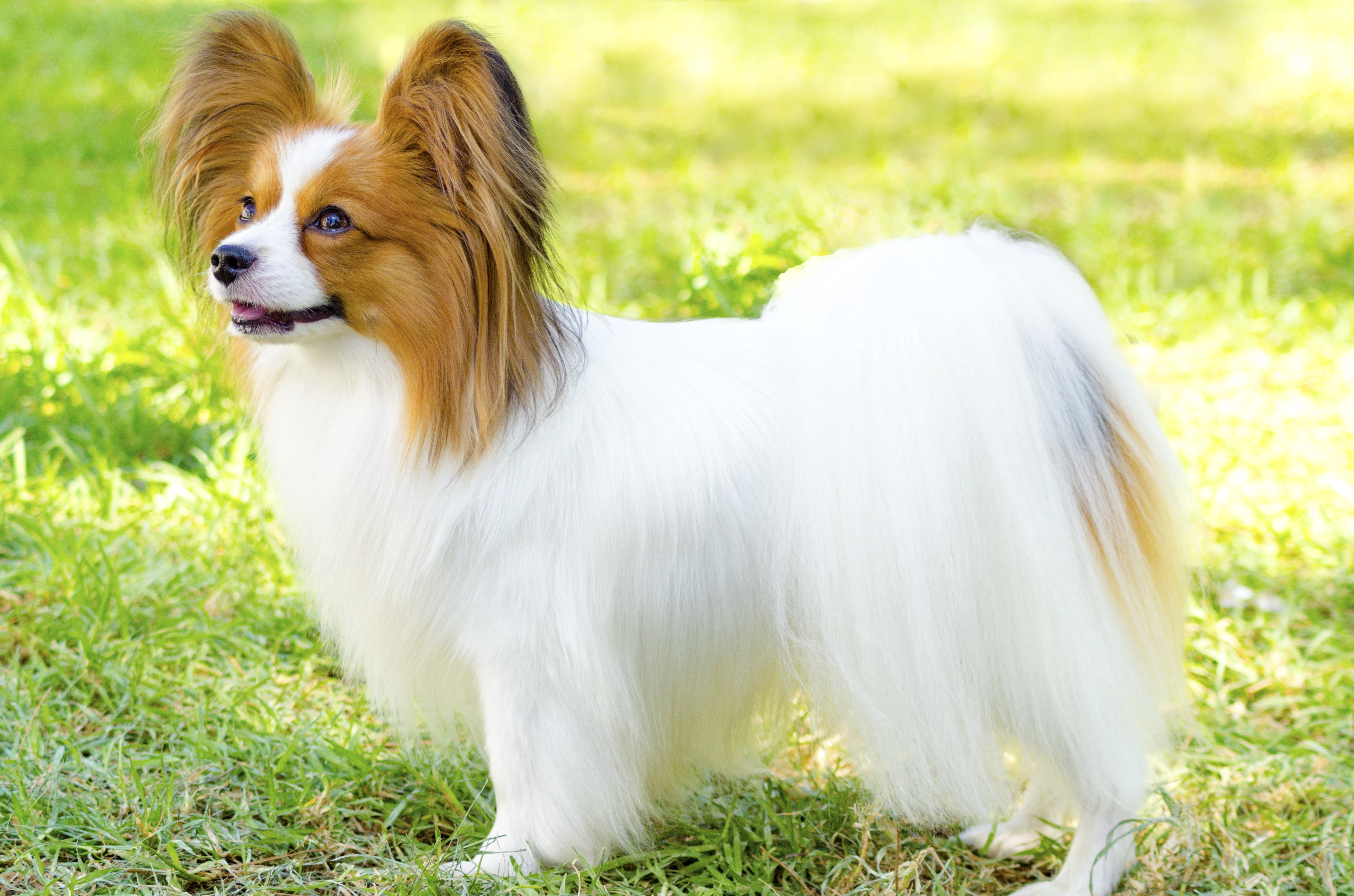 Papillon