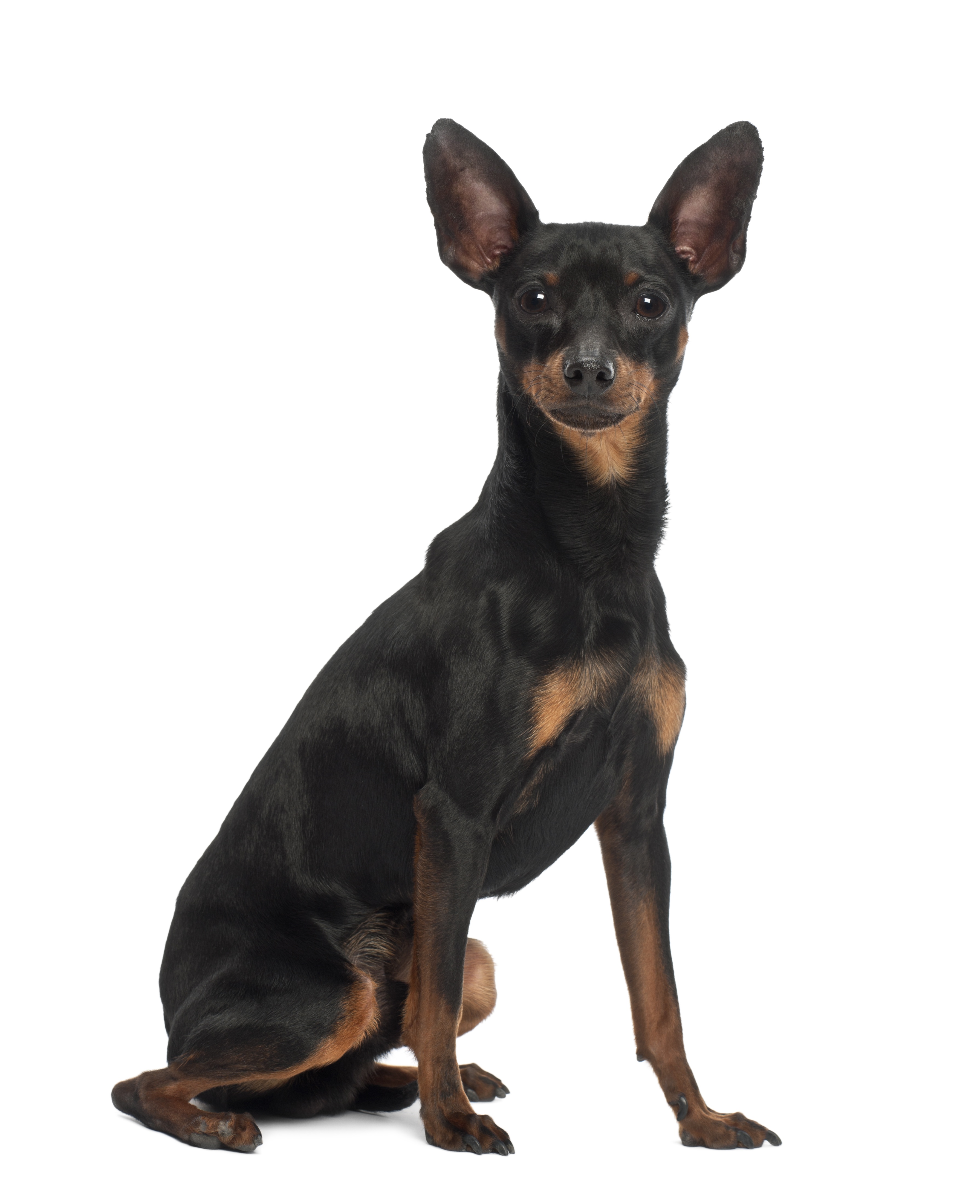 Pinscher 