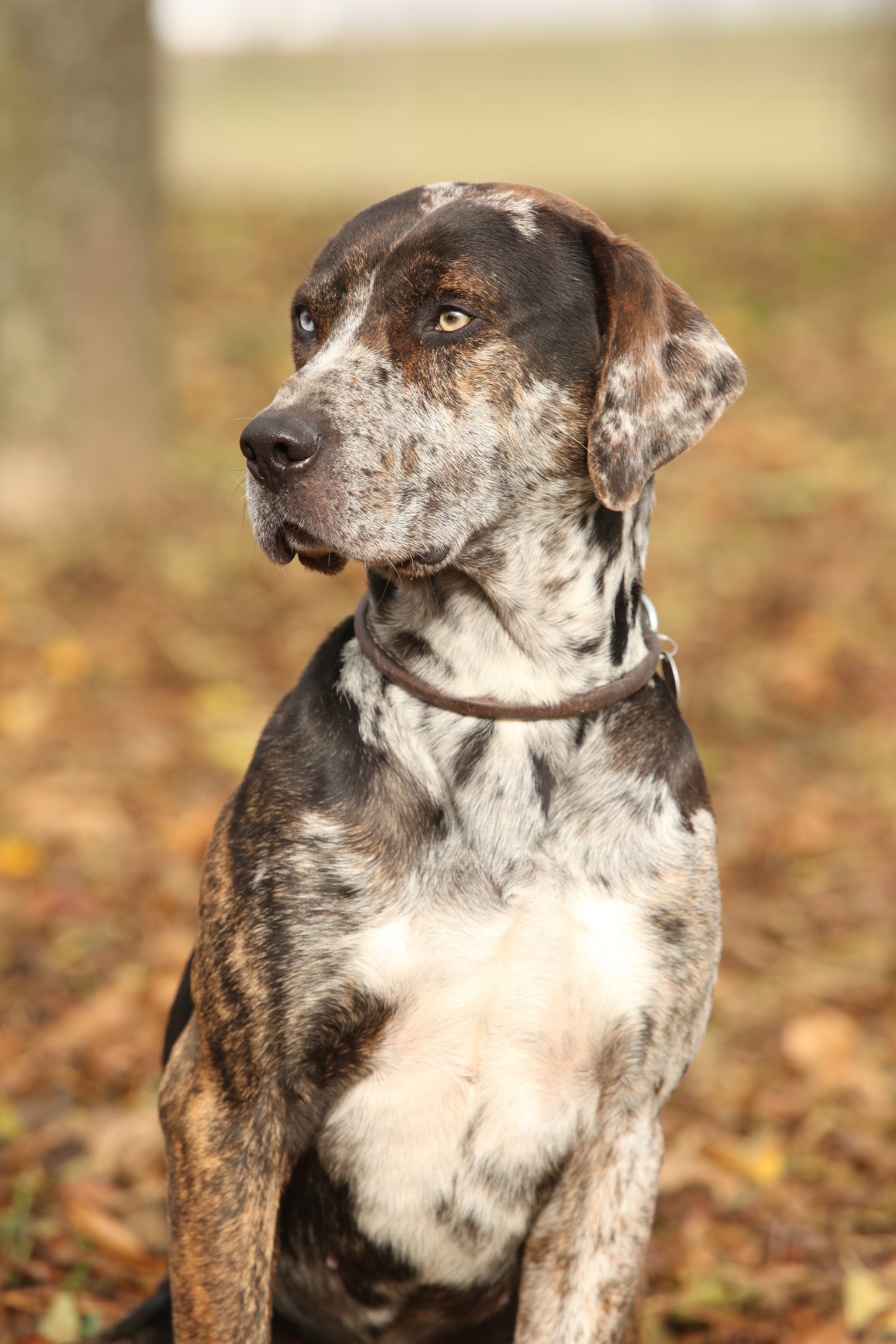 Plott Hound