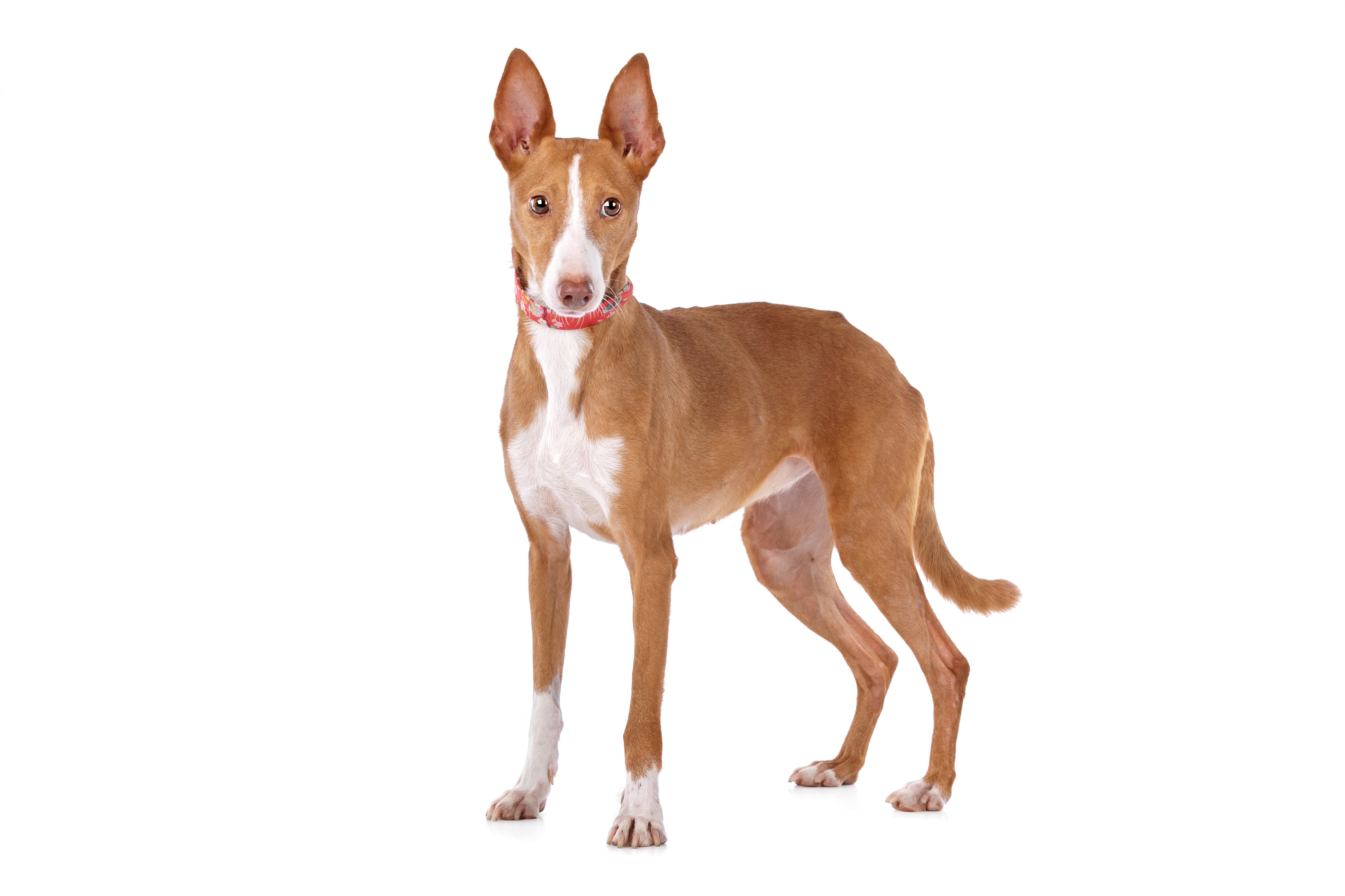 Podenco Portugais