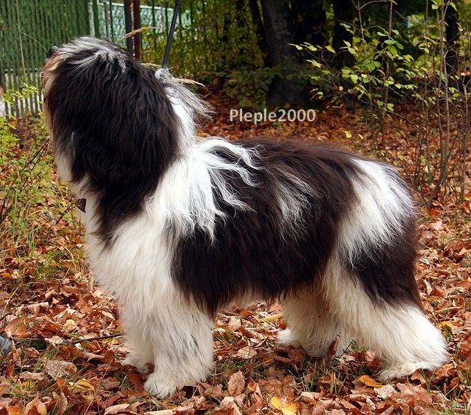 Polish Owczarek Nizinny Dog