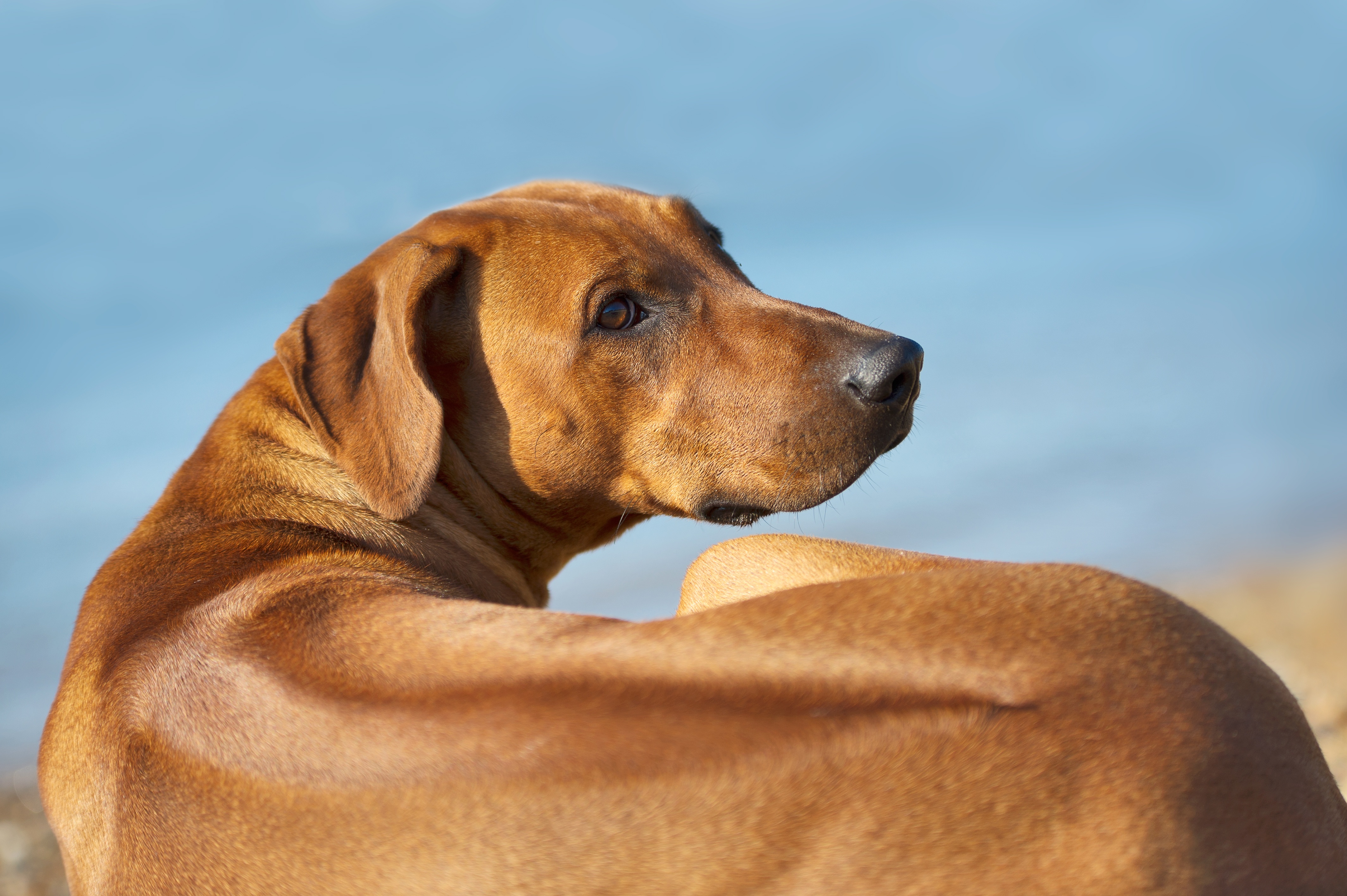 Rhodesian Ridgeback