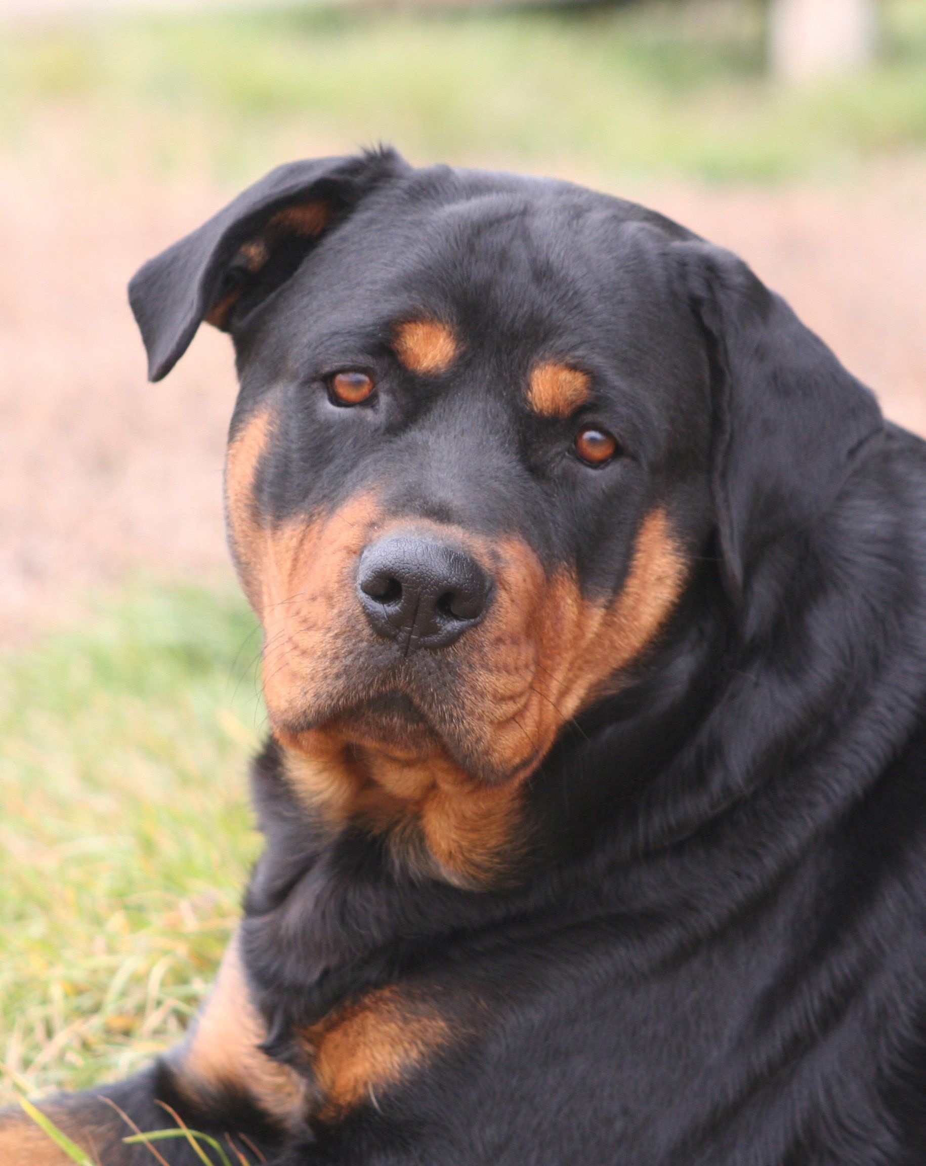 Rottweiler