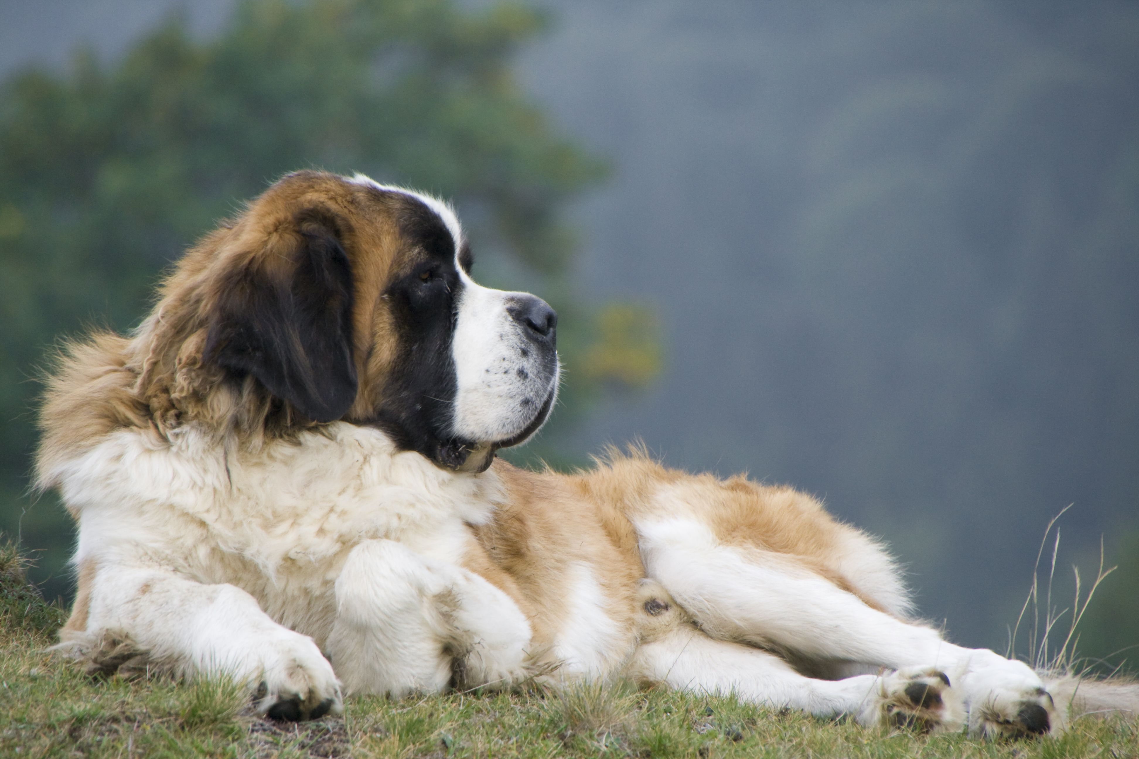 Saint Bernard