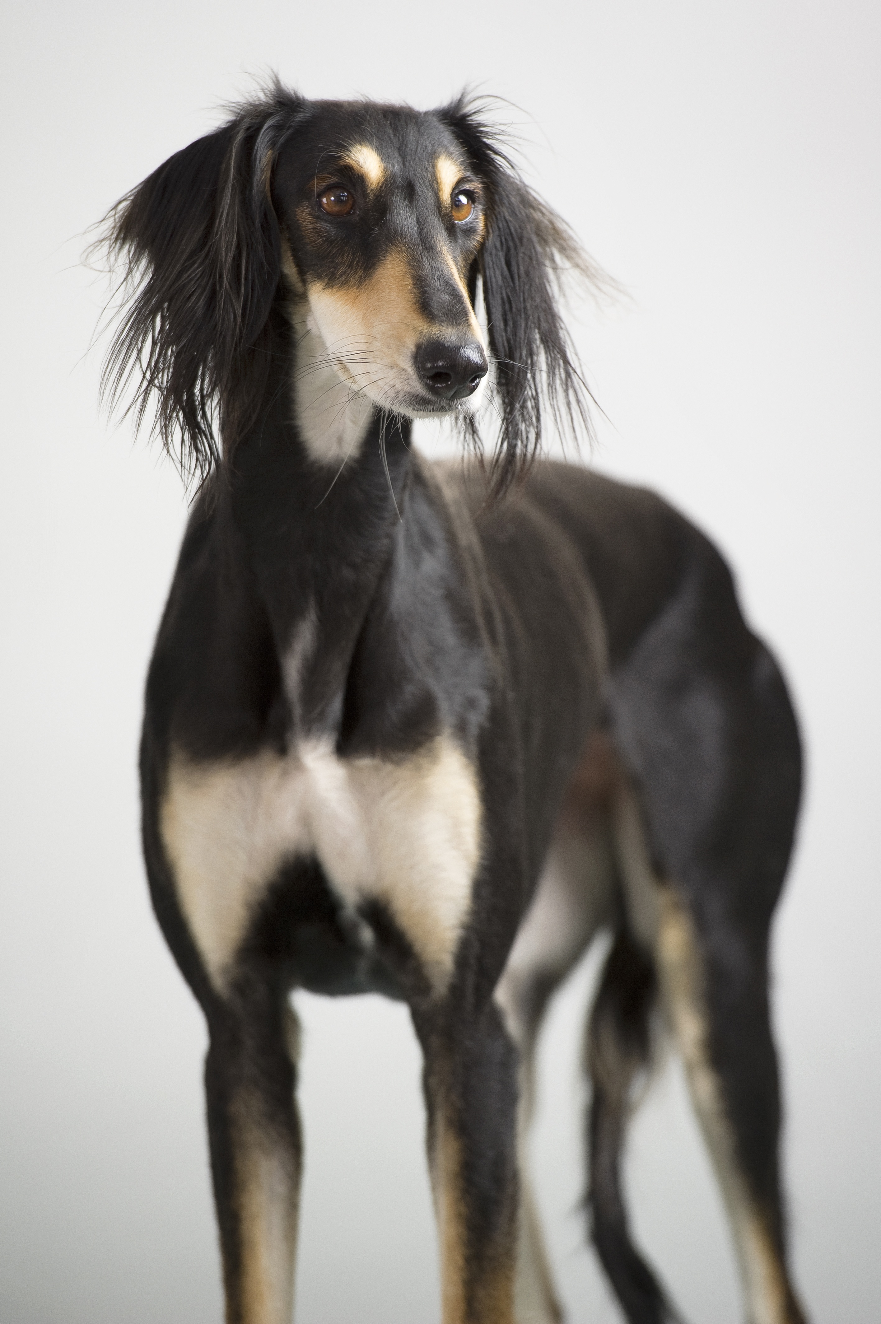 Saluki