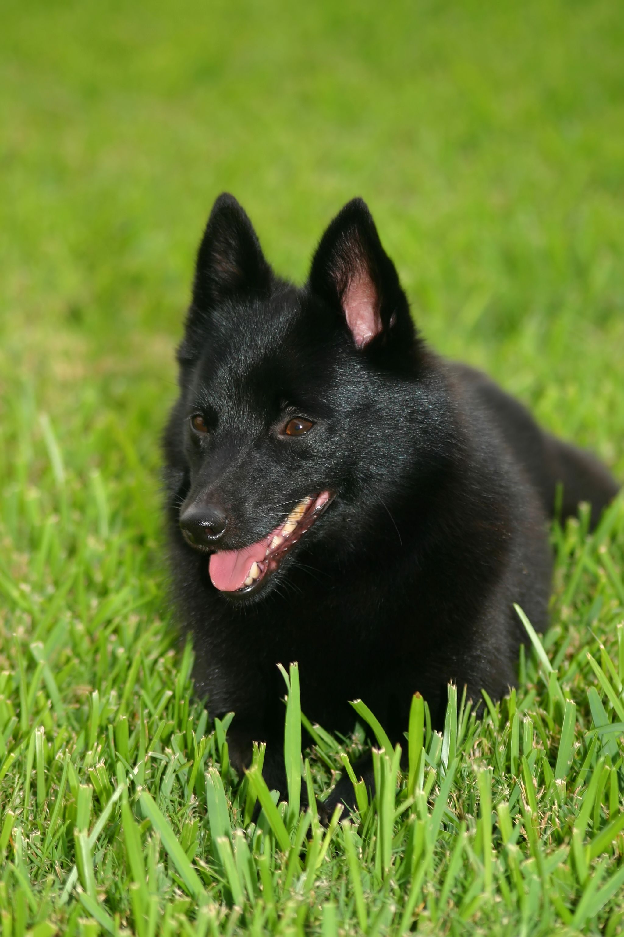 Schipperke