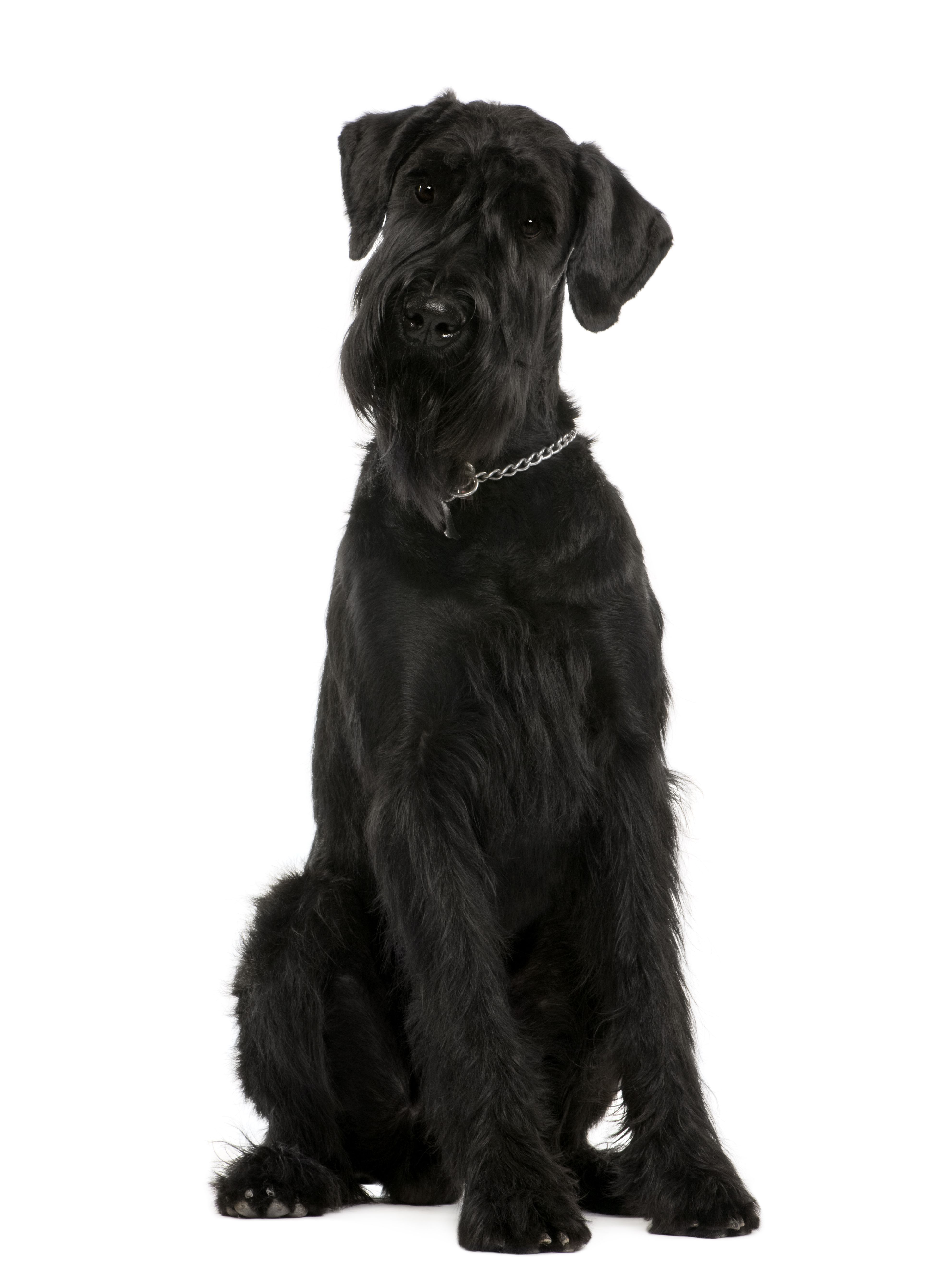Schnauzer Géant