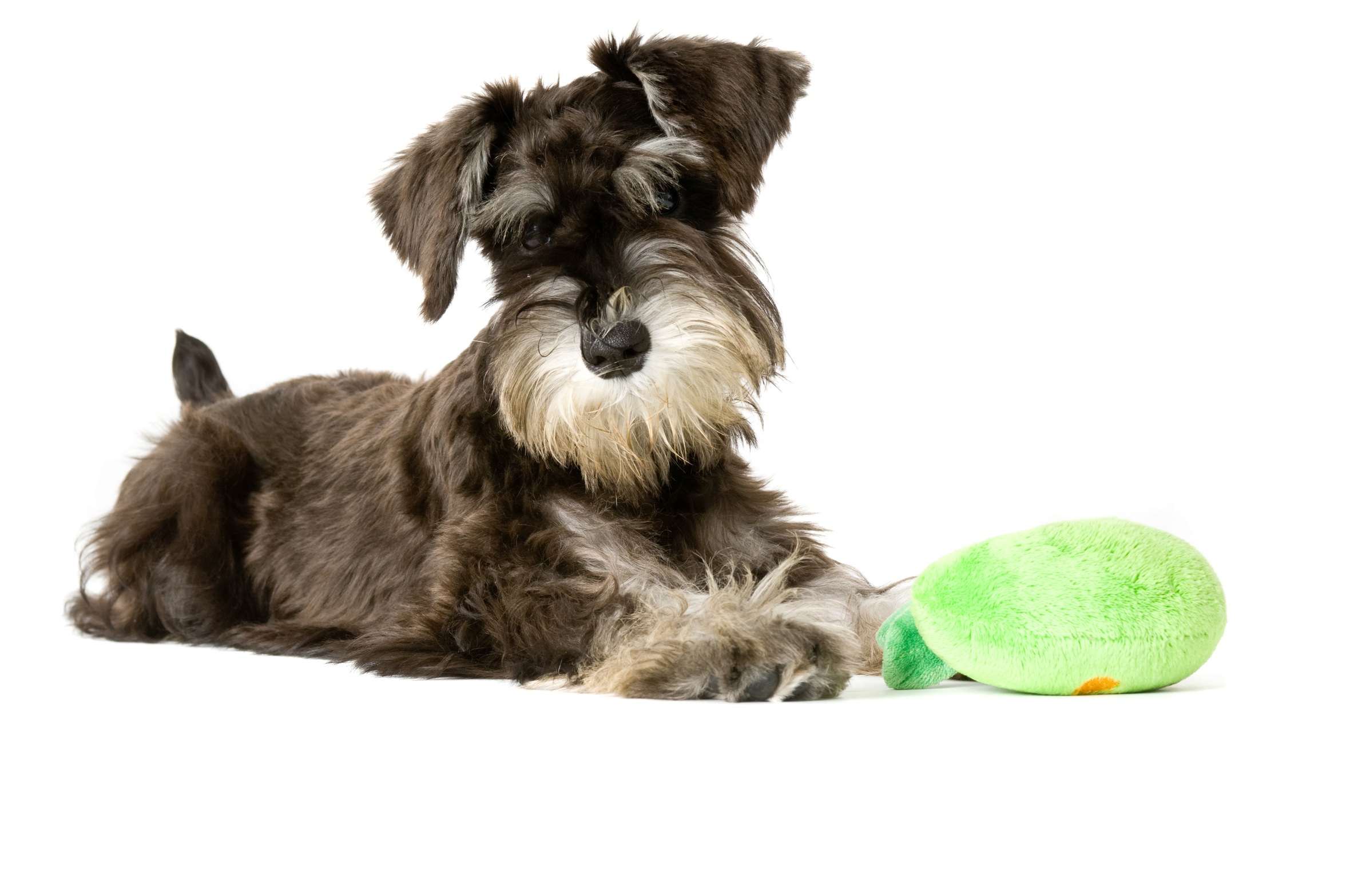 Schnauzer Miniature