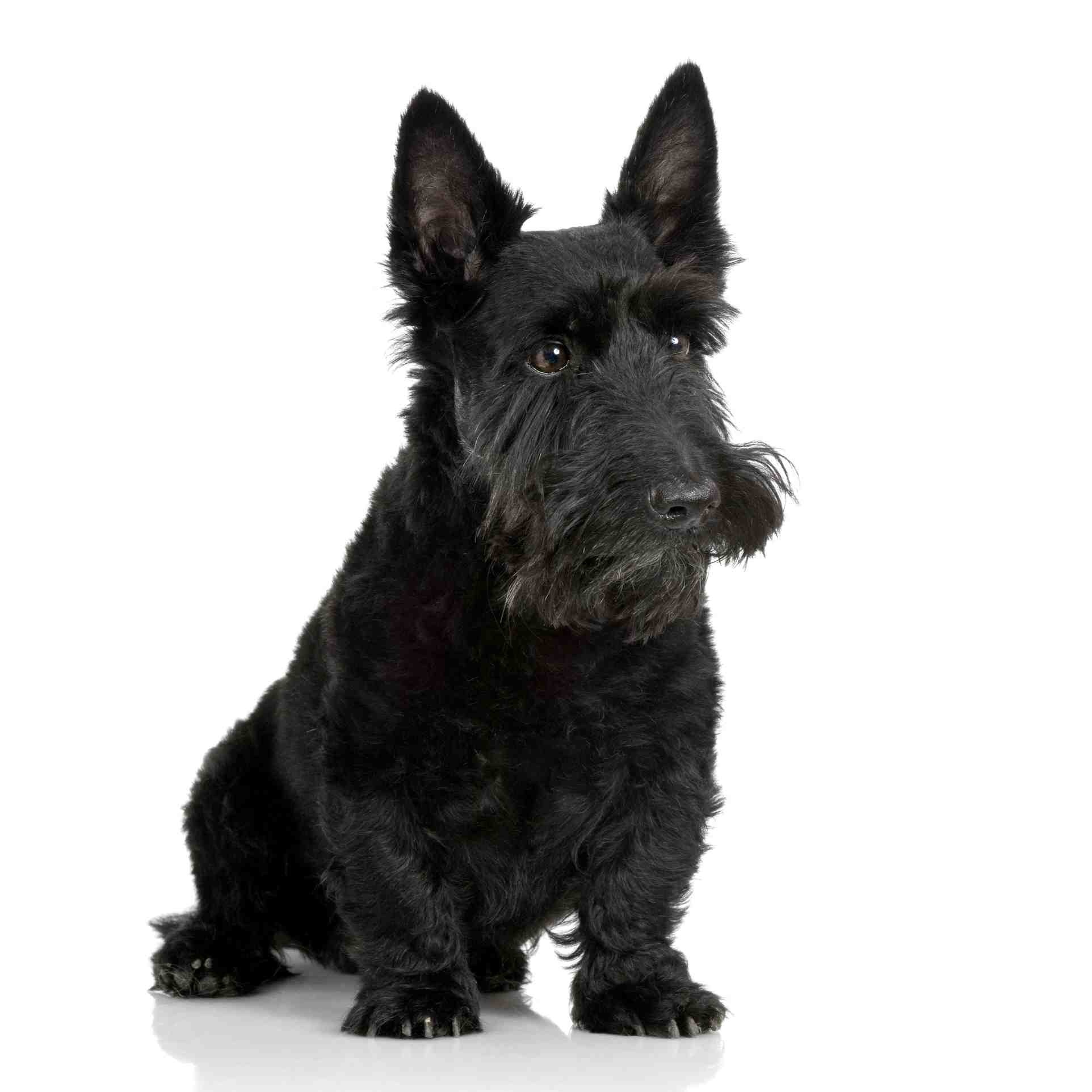 Scottish Terrier