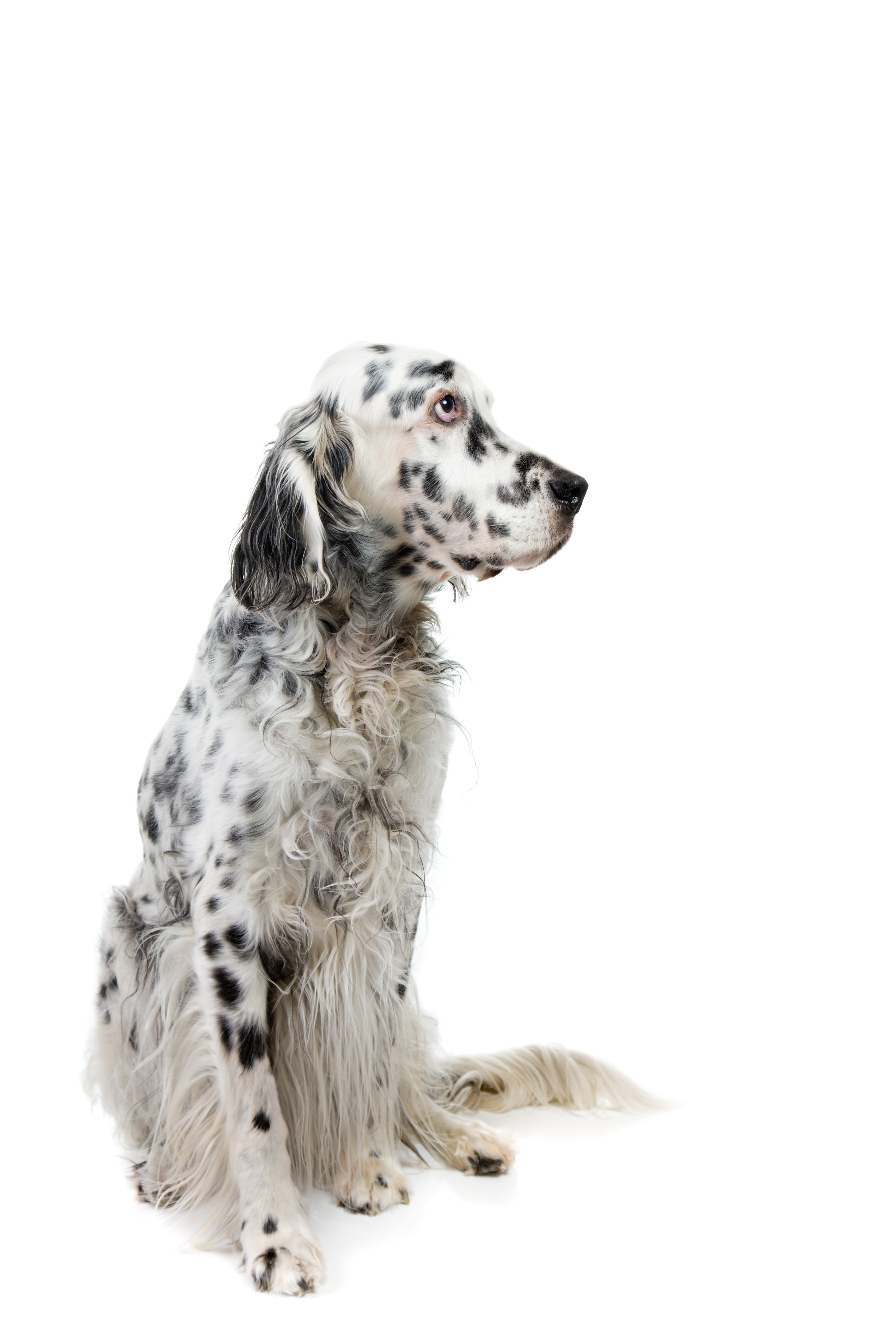 Setter Anglais