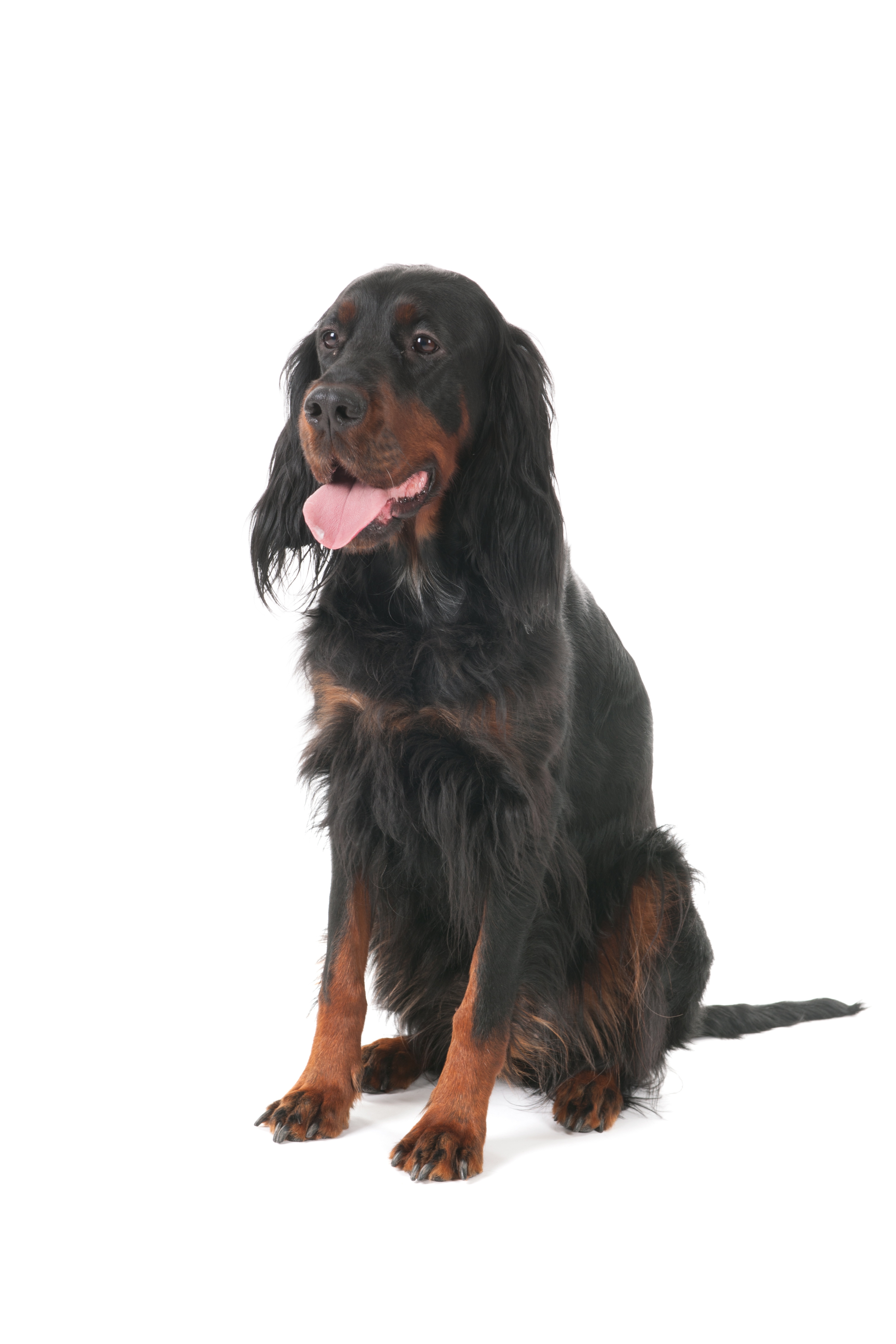 Setter Gordon