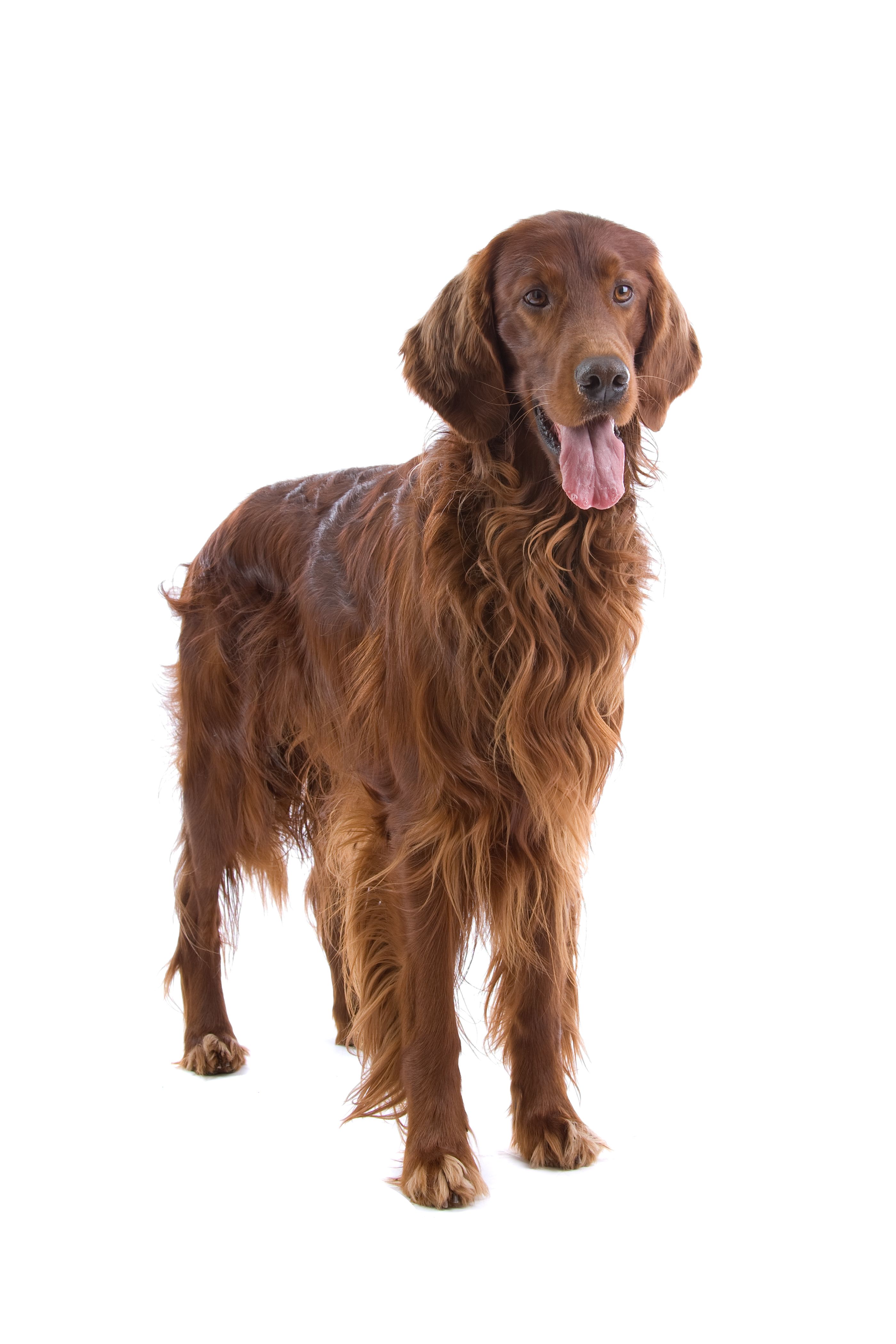Setter Irlandais