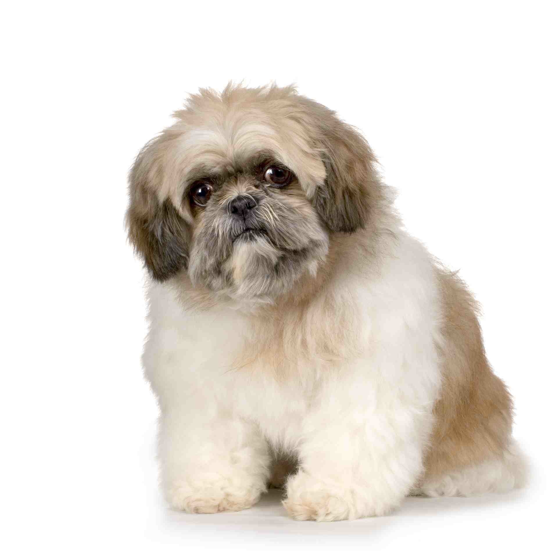 Shih-Tzu