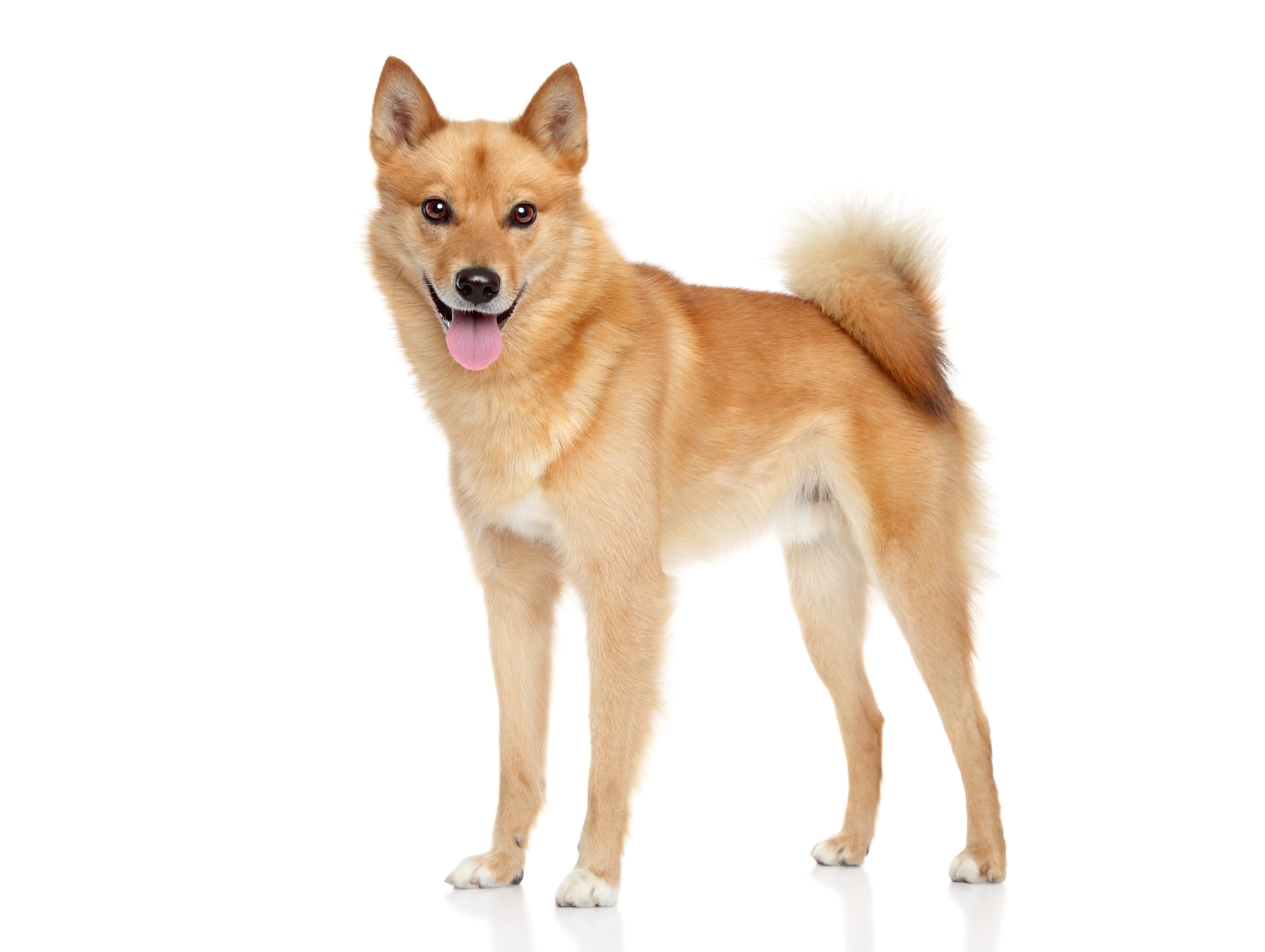 Spitz Finlandais