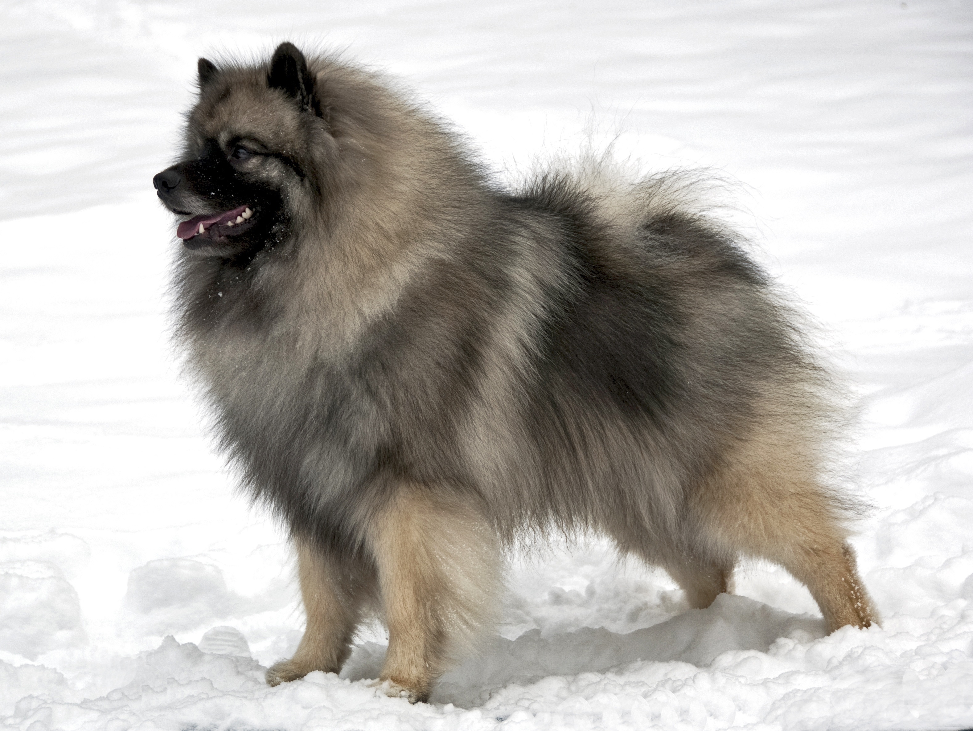 Spitz Loup