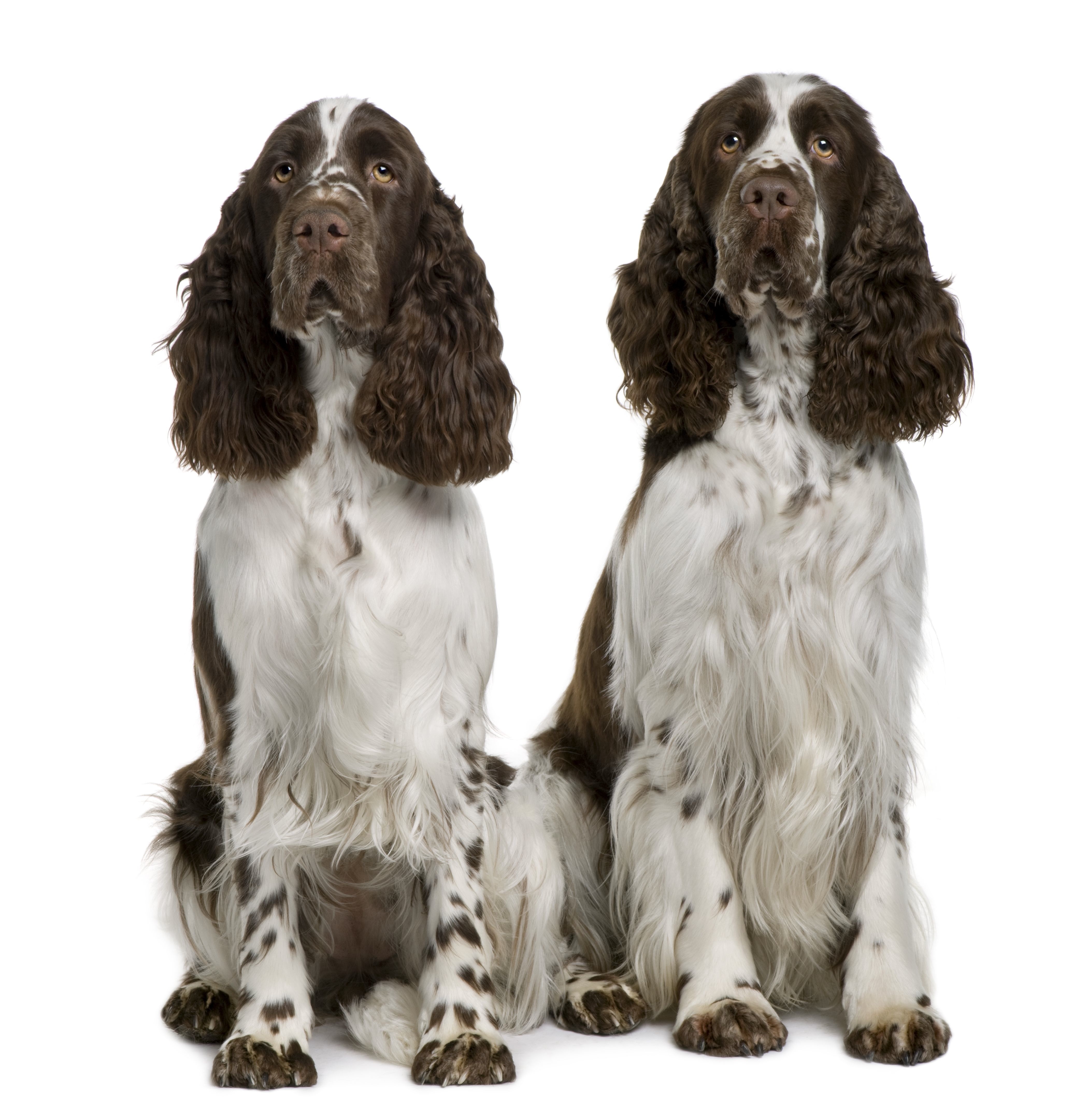 Springer Spaniel