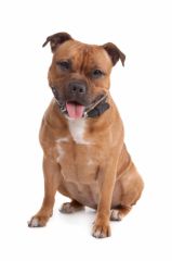 Staffordshire Bull Terrier