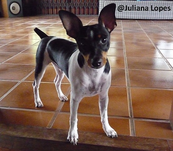 Terrier Brésilien