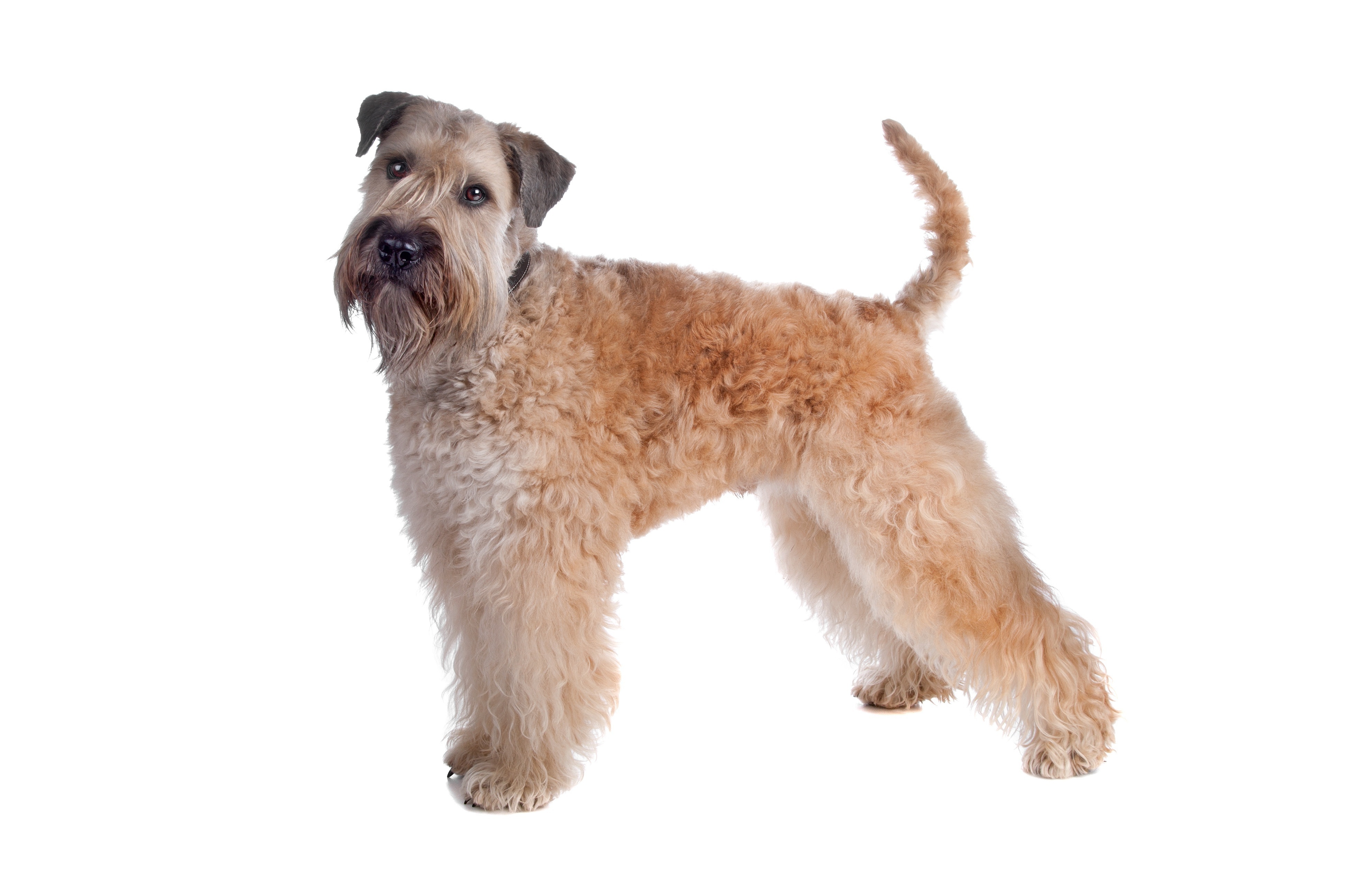 Terrier Irlandais à poils doux