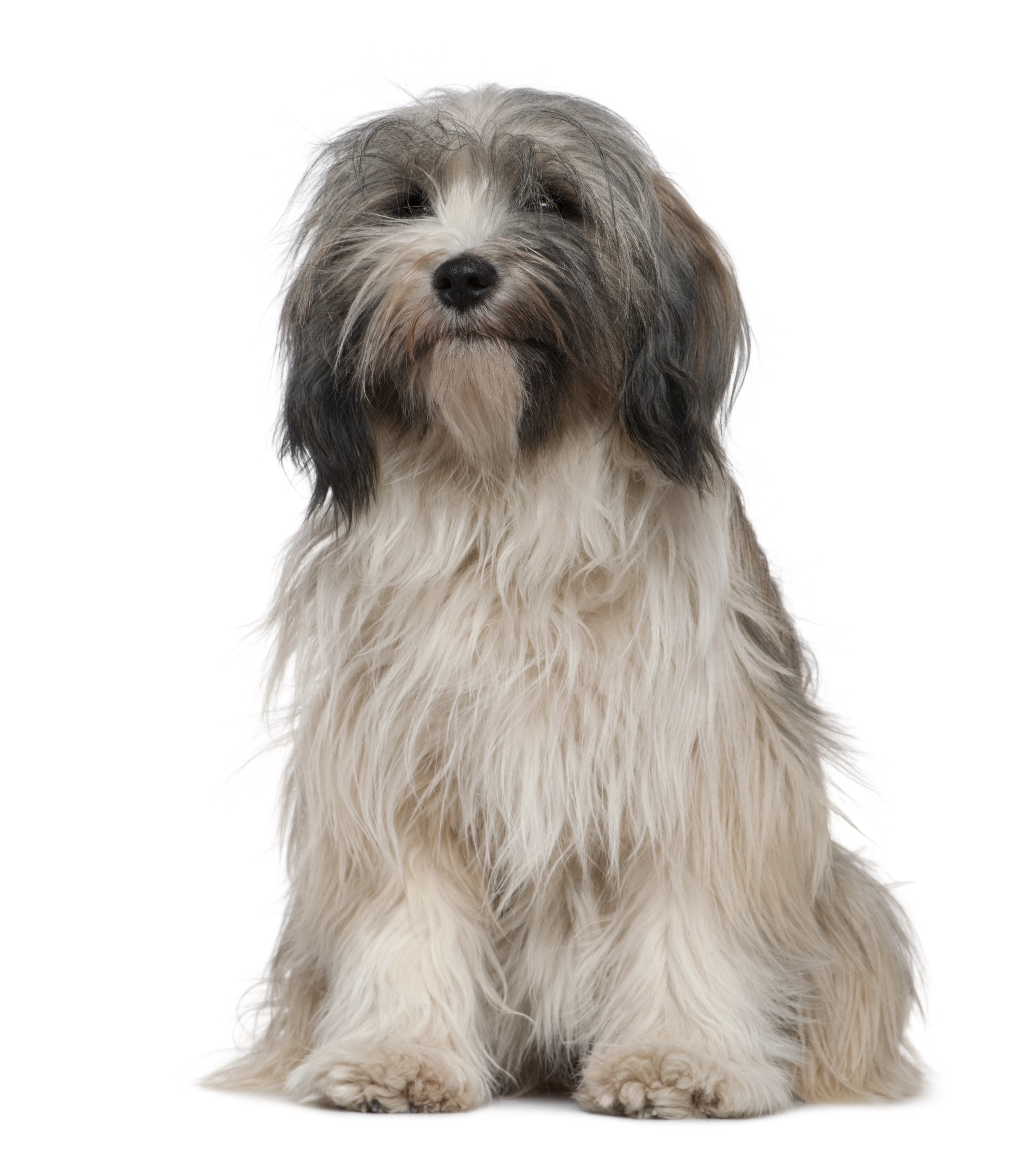 Terrier Tibétain