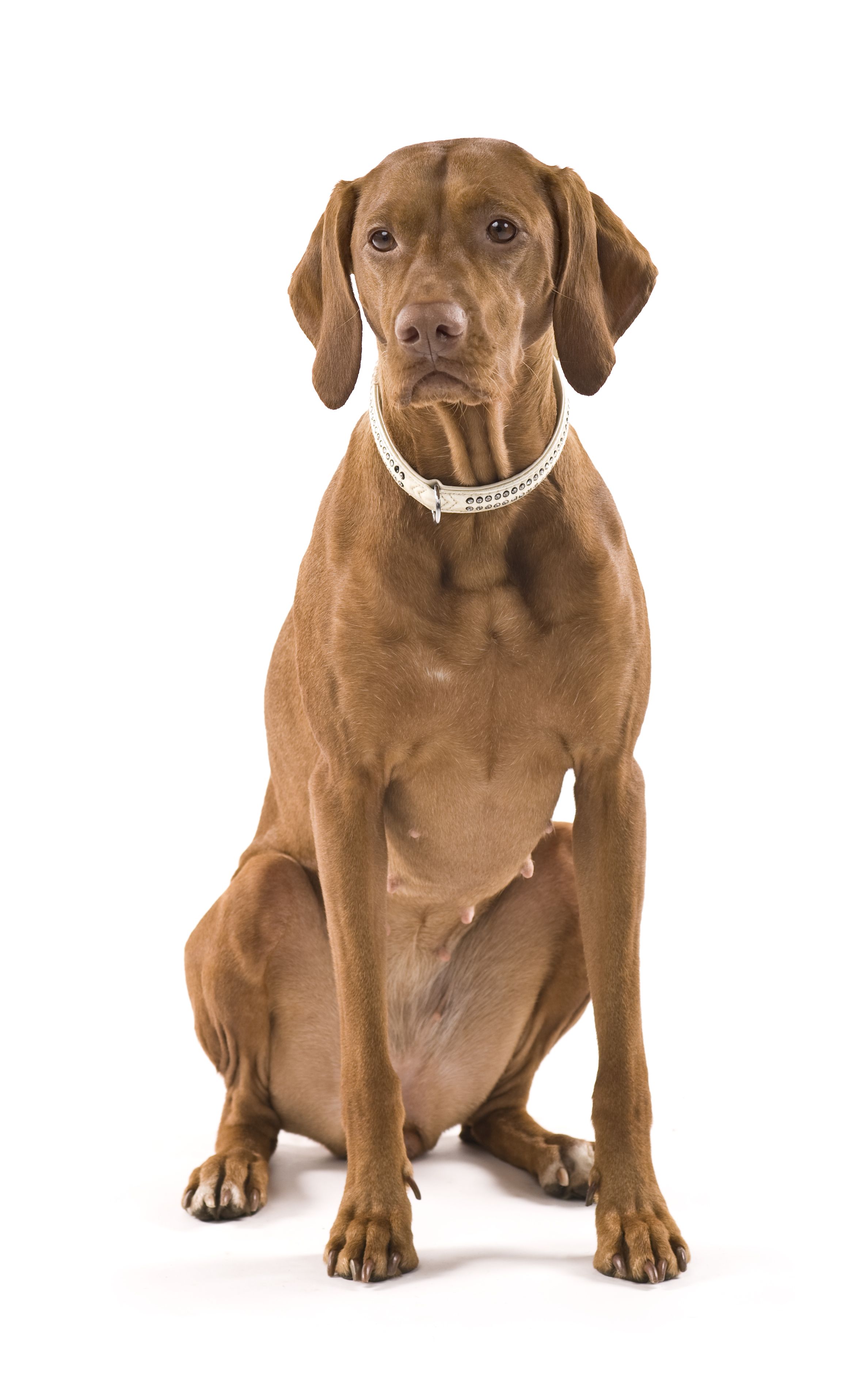 Vizsla