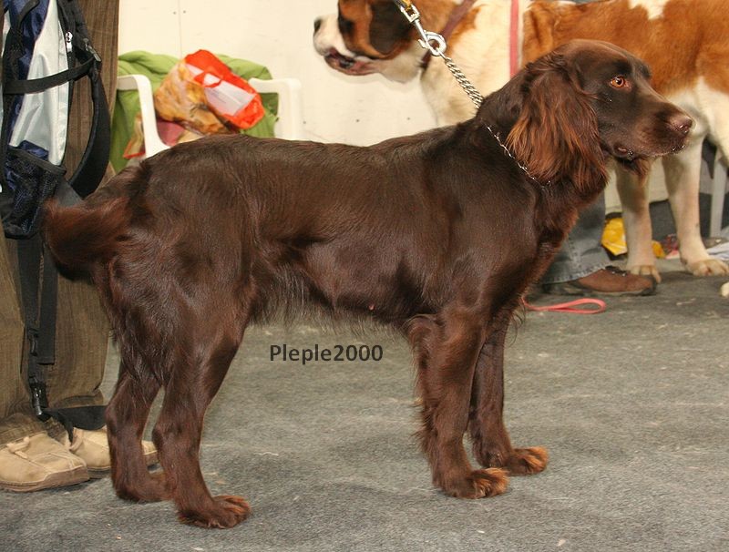 Watchelhund (chien d'Osyel)