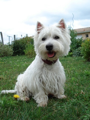 West Highland White Terrier
