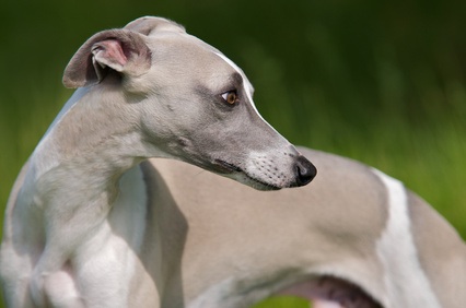 Whippet