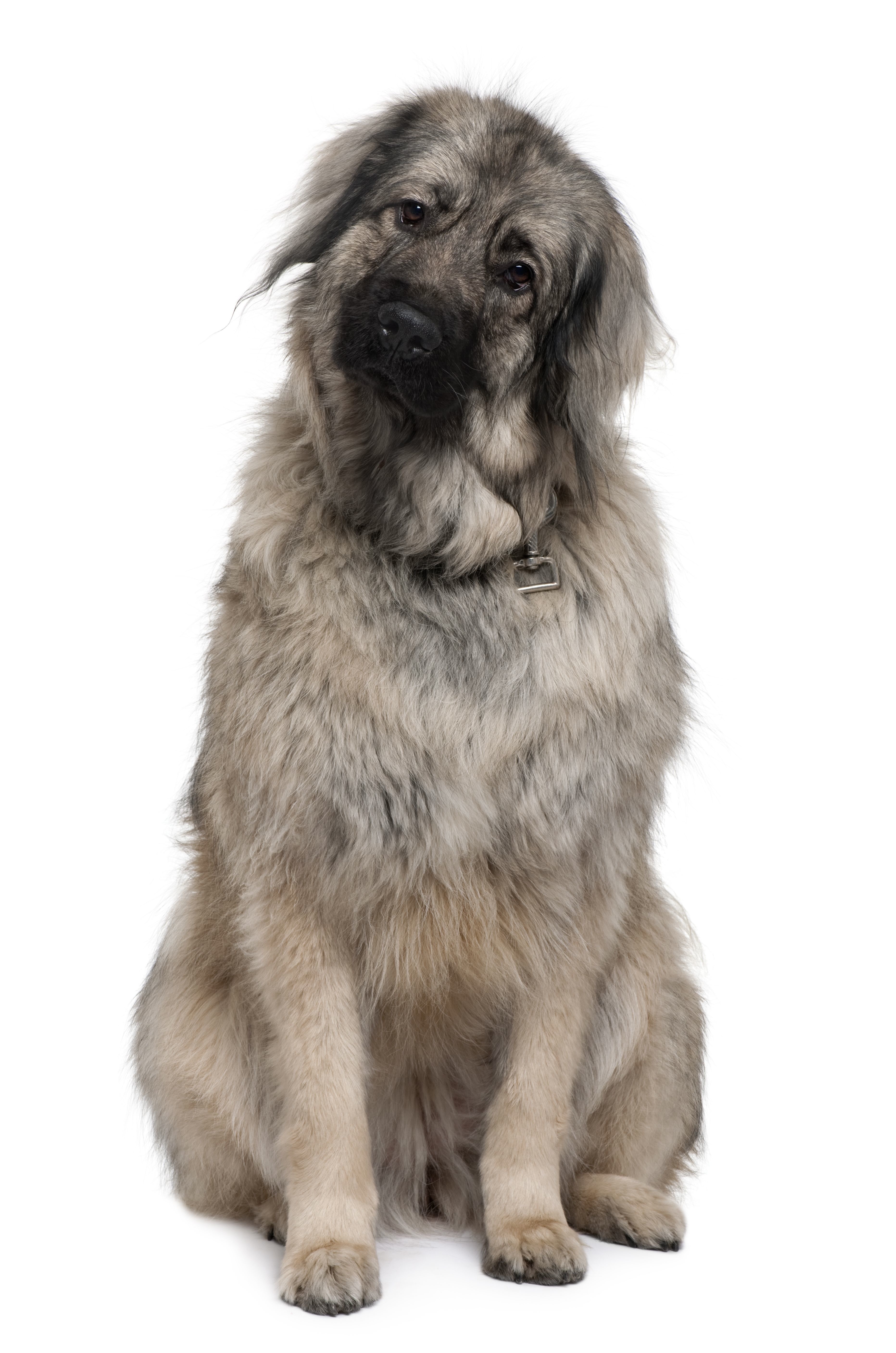 Yugoslavian Sheepdog
